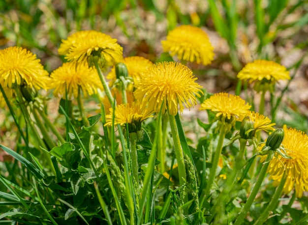 Löwenzahnblumen