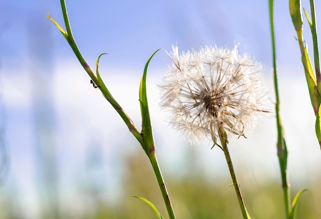 Löwenzahndistel Distel gegen den Himmel