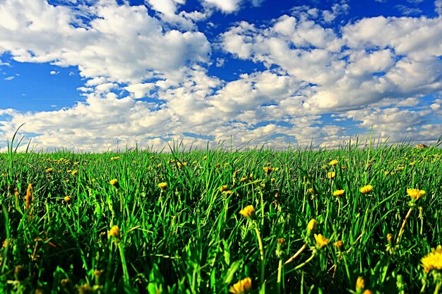 Löwenzahnfeld Stadt / abstrakte Sommerlandschaft Feld mit gelben Blumen in den Vororten