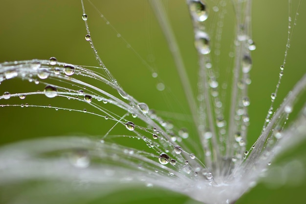 Löwenzahnkerne in der Regenzeit