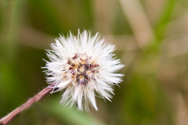 Löwenzahnpflanze Blume im Wald, Nahaufnahme