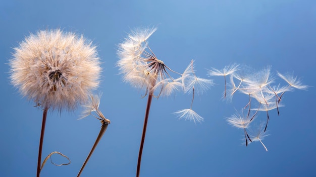 Löwenzahnsamen fliegen neben einer Blume auf blauem Hintergrund Botanik und die Natur der Blumen