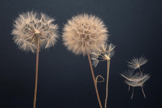 Löwenzahnsamen fliegen von einer Blume auf dunklem Hintergrund Botanik und Blütenwachstumsausbreitung