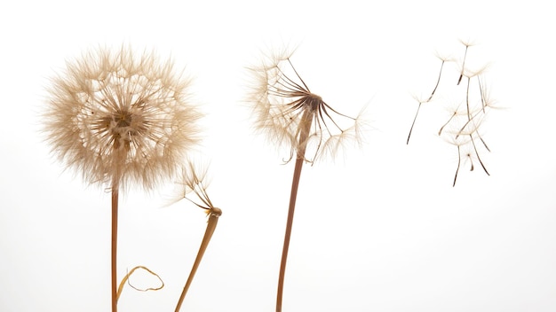 Löwenzahnsamen fliegen von einer Blume auf hellem Hintergrund Botanik und Blütenwachstumsausbreitung