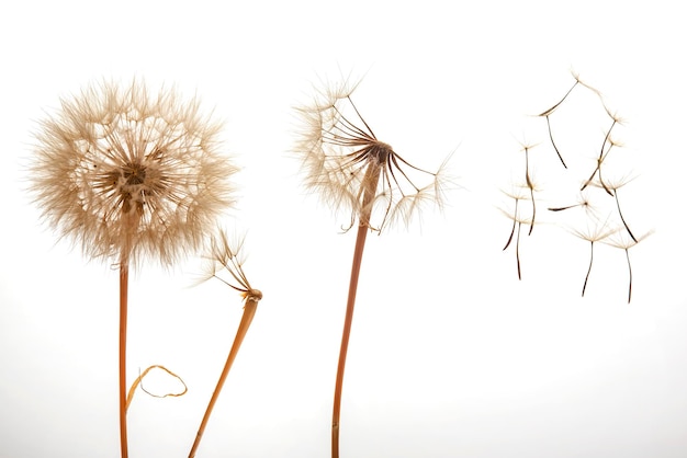 Löwenzahnsamen fliegen von einer Blume auf hellem Hintergrund Botanik und Blütenwachstumsausbreitung