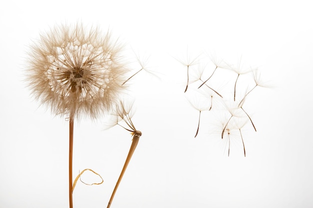 Löwenzahnsamen fliegen von einer Blume auf hellem Hintergrund Botanik und Blütenwachstumsausbreitung