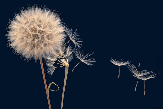 Löwenzahnsamen fliegen von einer Blume