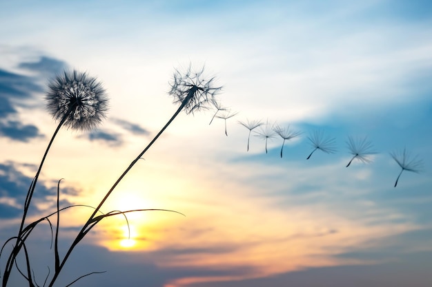 Löwenzahnsamen fliegen vor dem Hintergrund des Sonnenunterganghimmels Blumenbotanik der Natur