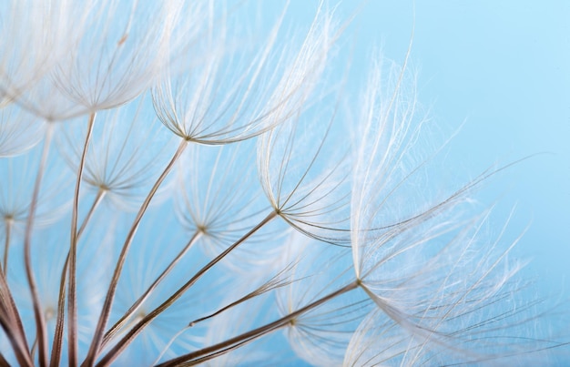 Löwenzahnsamen hautnah, die auf blauem Hintergrund wehen