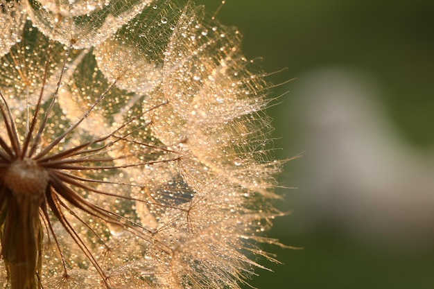 Löwenzahnsamen mit goldenen Wassertropfen aus nächster Nähe