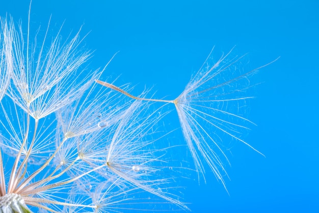 Löwenzahnsamen schließen, die auf Blau blasen