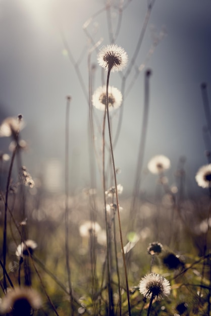 Foto löwenzahnuhren mit hellen sonnenblitzen für einen ätherischen naturhintergrund