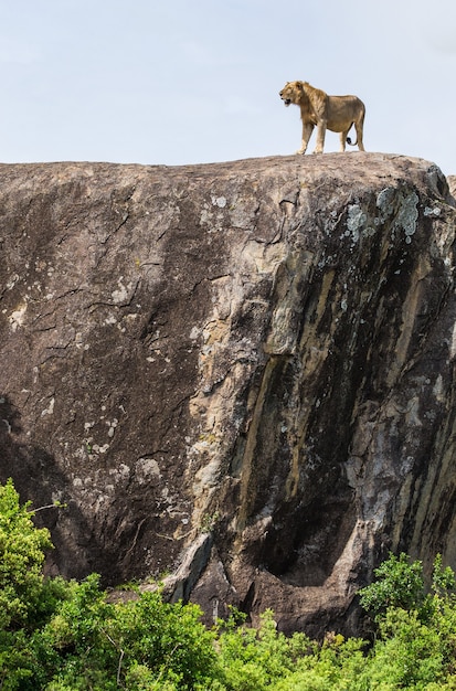 Löwin auf einem großen Felsen in einem Park