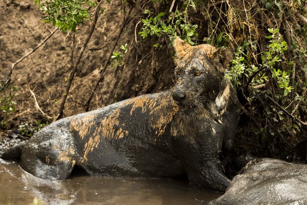Löwin, die neben seiner Beute in einem schlammigen Fluss, Serengeti, Tansania, Afrika liegt