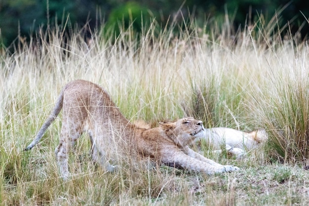 Löwin, die sich in Afrika-Grasland ausdehnt