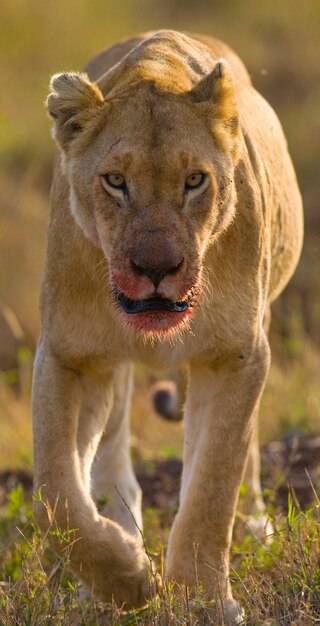 Löwin geht in die Savanne. Nationalpark. Kenia. Tansania. Masai Mara. Serengeti.