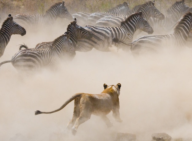 Löwin greift ein Zebra an