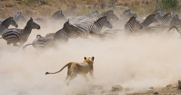 Löwin greift ein Zebra an