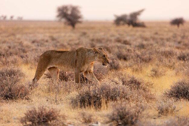 Löwin im Etosha Nationalpark Namibia