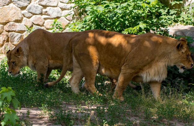 Löwin im Gras.