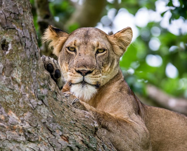 Löwin liegt auf einem großen Baum