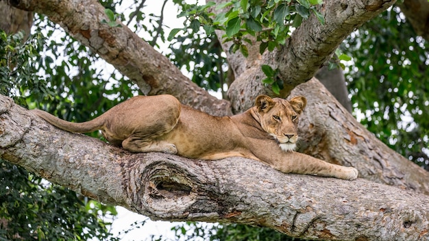 Löwin liegt auf einem großen Baum