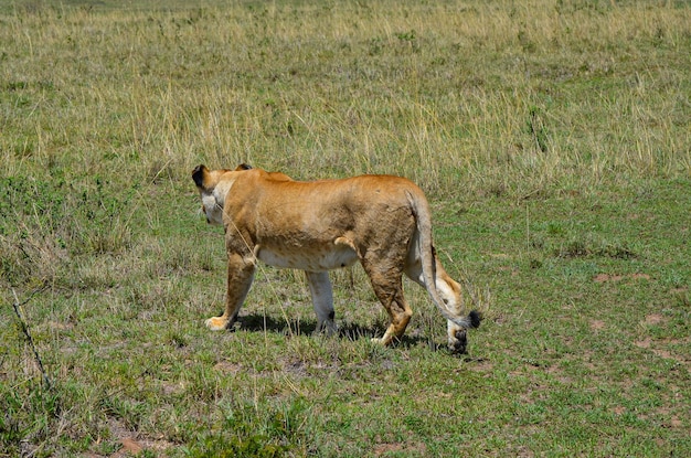 Löwin Masai Mara Kenia Afrika zu jagen wird vorbereitet