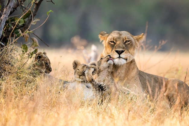 Foto löwin mit jungen, die an pflanzen an land ruhen