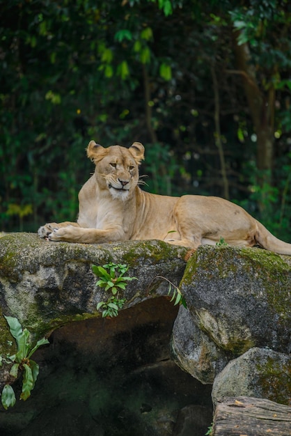 Foto löwin sitzt auf einem felsen im wald