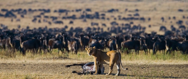 Löwin tötete Gnus