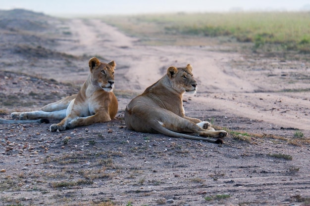 Foto löwinchen entspannen sich an einem schotterpfad in der masai-mara