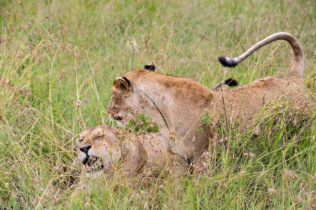 Löwingesicht im Gras im Masai Mara Nationalpark Kenia