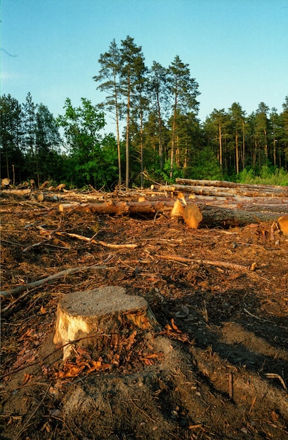 Foto log en el bosque contra el cielo