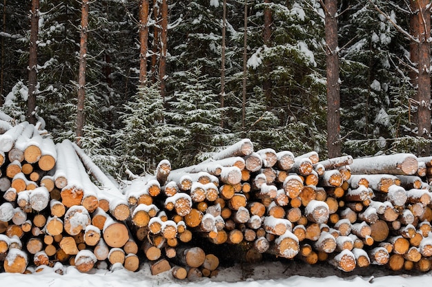 Log de inverno na floresta de neve