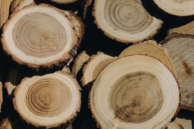 Log de madeira natural em fatias redondas de placas de madeira