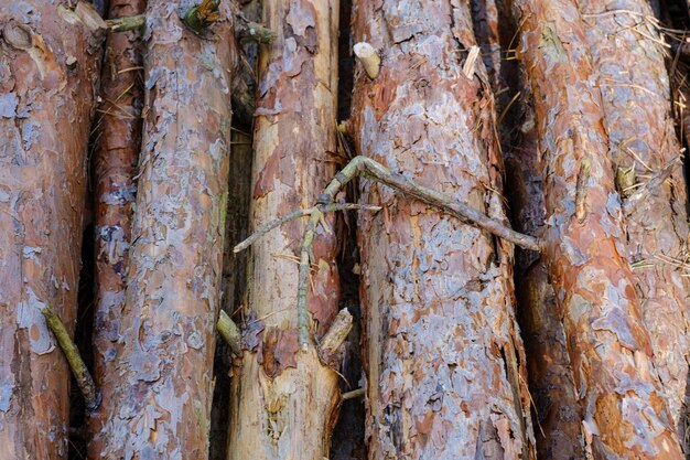 Log Fichtenstämme stapeln Gesägte Bäume aus dem Wald Holzeinschlag Holzindustrie