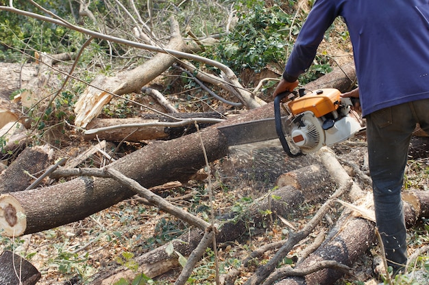 Logger Cut árvores