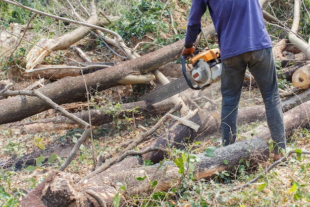 Logger Cut árvores