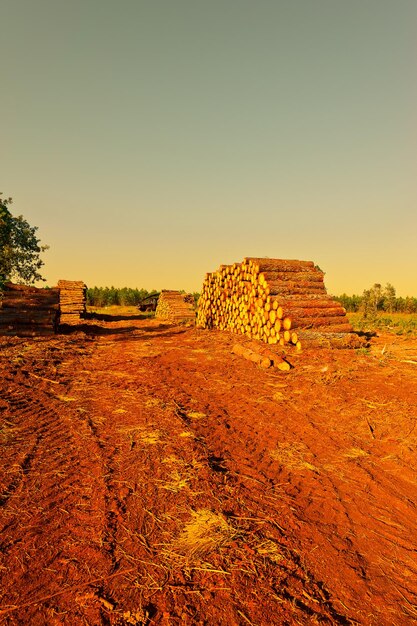 Foto logging (exploração madeireira)