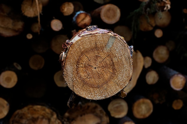 Logs de casa de log fecham a serraria