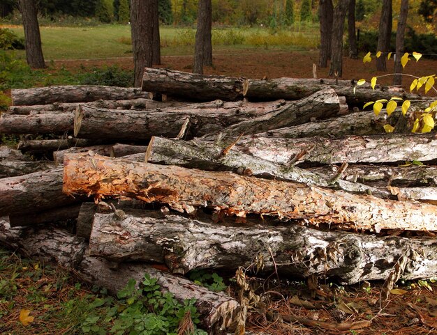 Logs em uma pilha em um fundo da floresta Conceito de desmatamento As árvores derrubadas estão no chão