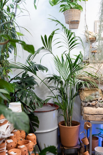 Loja de flores de plantas com Hovea palm Monstera tillandsia e vasos de terracota