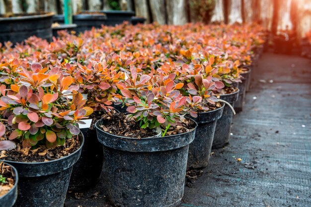 Loja de produtos de jardim. Uma linha de plantas