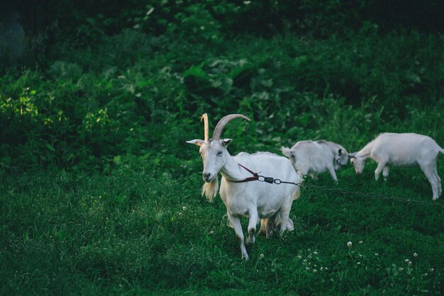 Lokale Familienziegen im Hofdorfhaus Ziegen, die zwischen grünem Gras stehen Ziege und Ziegenkind Herde von Farmziegen