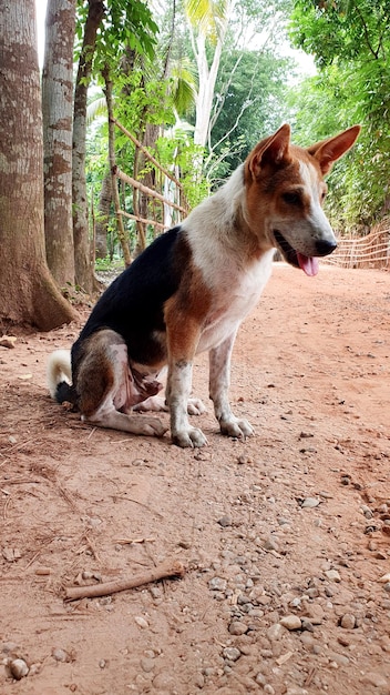 Lokale Hundehaltung an der Dorfstraße