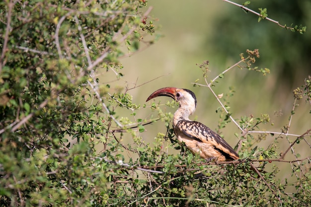 Lokaler Kenia-Vogel auf dem grünen Busch