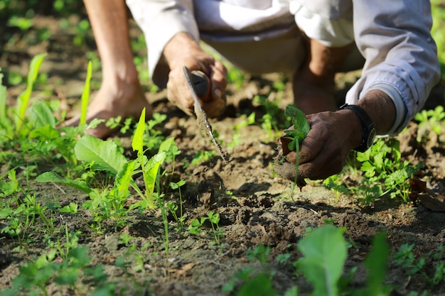 Lokaler Landwirt Landwirtschaftsgartenbau oder Ökologiekonzept