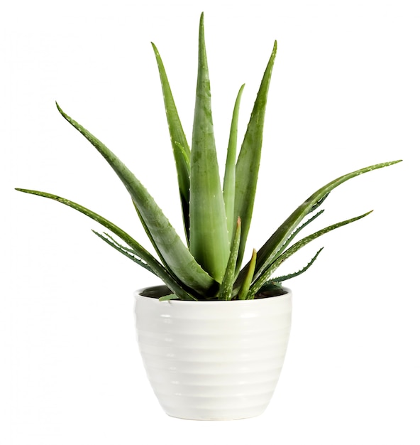 Lokalisierte frische Aloe Vera-Anlage in einem Blumentopf