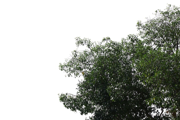 Lokalisierter Baum auf weißem Hintergrund