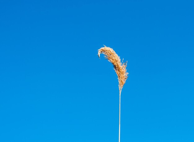 Lokalisiertes Schilf unter einem blauen Himmel